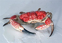 Giant "King" Crab