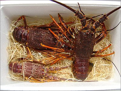 Packed Lobsters