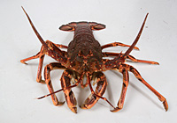 Southern Rock Lobster
